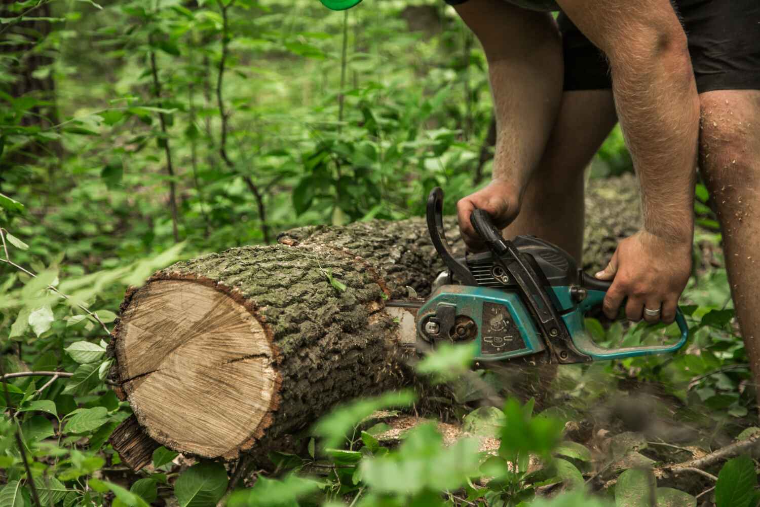 Best Tree Branch Trimming  in Flence, OR